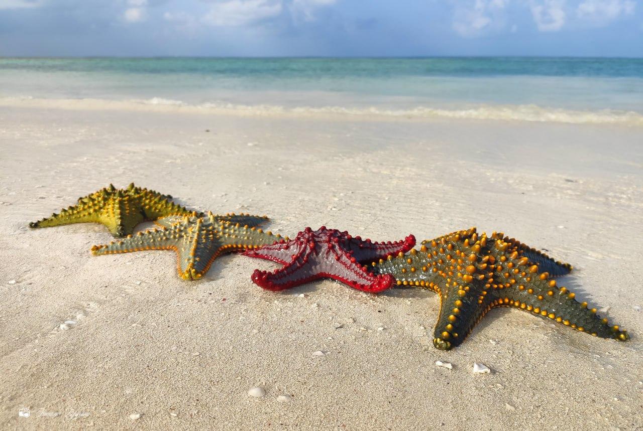 На остров гигантских черепах. Туристка слетала на родину Фредди Меркьюри — чем ее поразила Африка